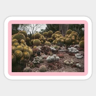 CACTI CUTIES Sticker